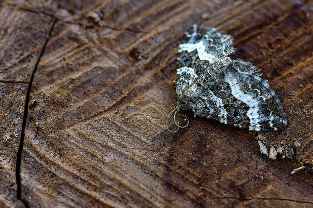Epirrhoe alternata - galaj-tarkaaraszoló
