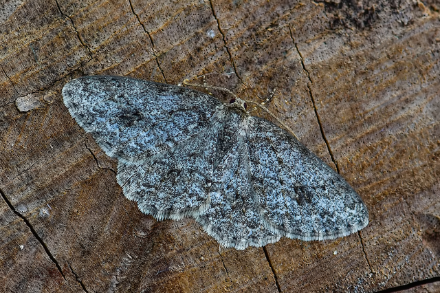 Ectropis crepuscularia - avararaszoló