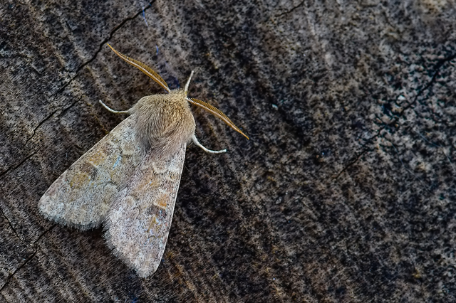 Orthosia miniosa - sárgás barkabagoly