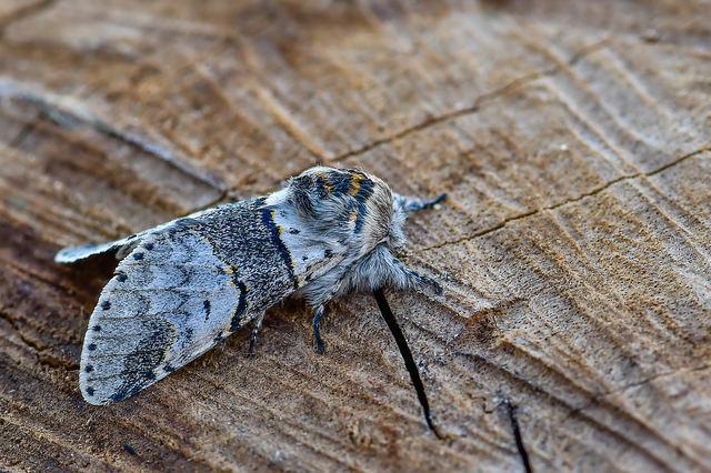Furcula bifida - kis púposszövő