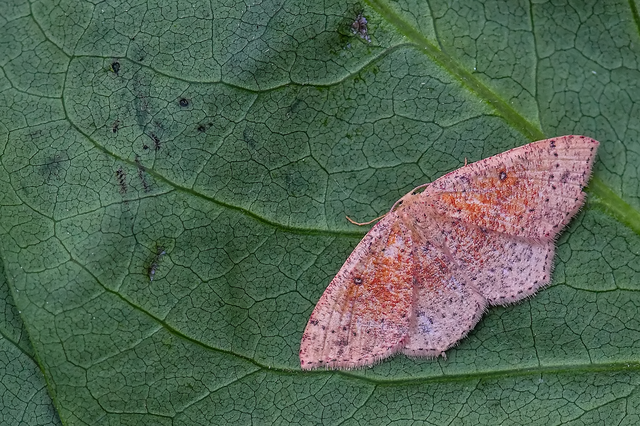 Cyclophora porata - körös pettyesaraszoló