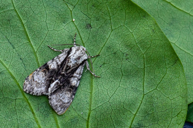Acronicta alni - éger-szigonyosbagoly
