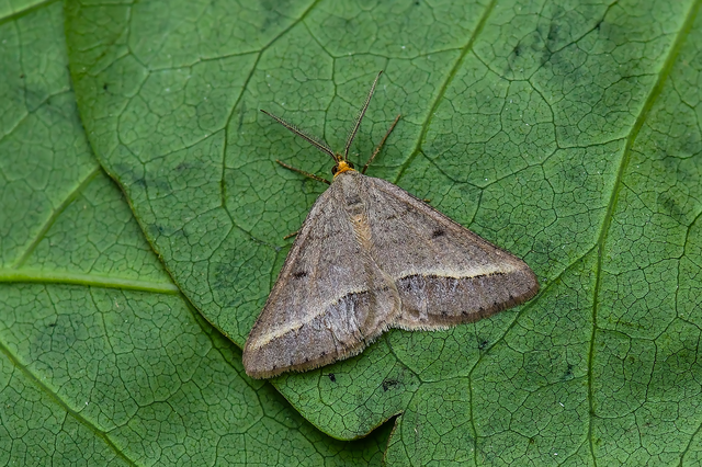 Tephrina arenacearia - lucerna-araszoló