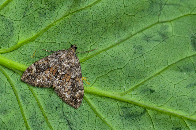 Thera variata/britannica