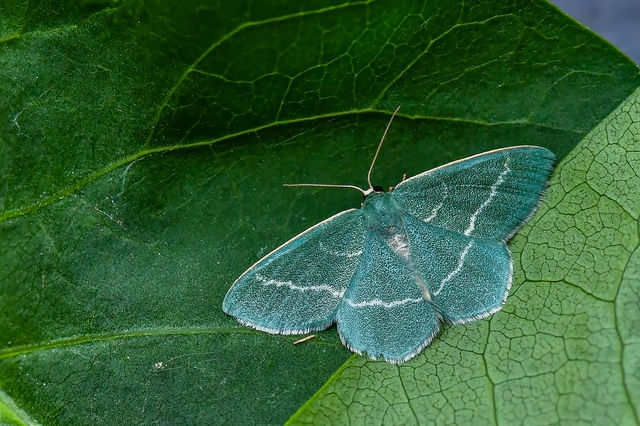 Chlorissa viridata - üdezöld araszoló