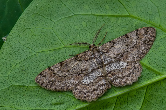 Hypomecis punctinalis - pettyes faaraszoló