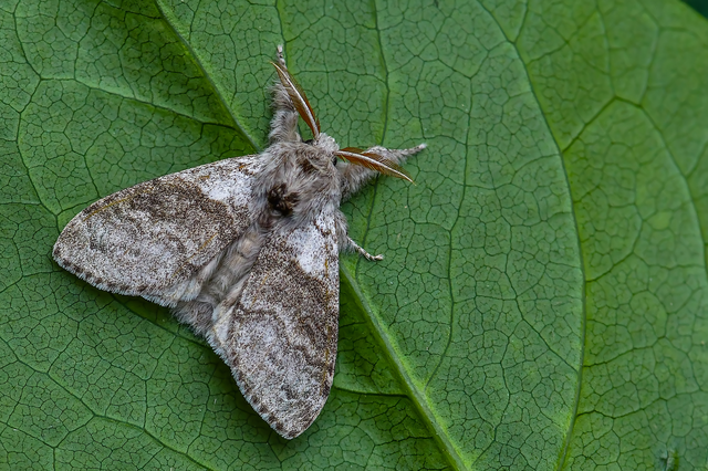 Calliteara pudibunda - hamvasszövő