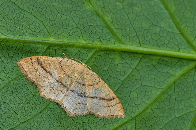 Cyclophora linearia - vonalas pettyesaraszoló