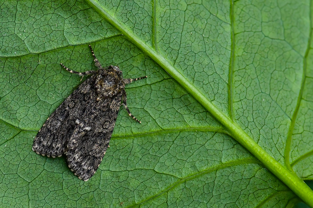 Acronicta rumicis - sóska-szigonyosbagoly