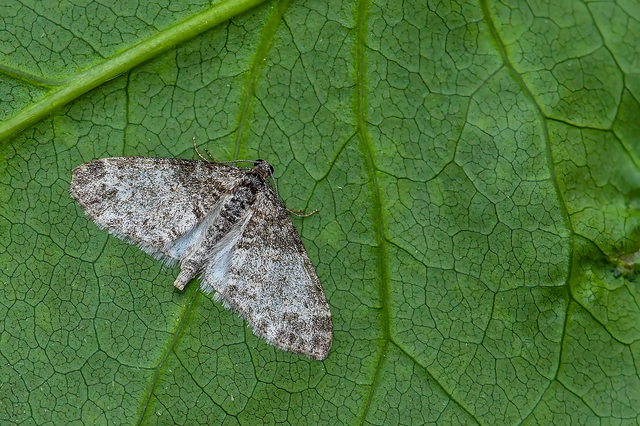 Lobophora halterata - szárnyfüggelékes araszoló