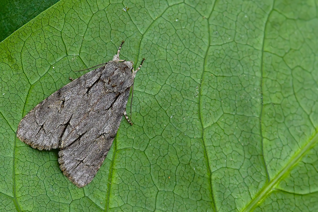 Acronicta psi - pszi-betűs szigonyosbagoly