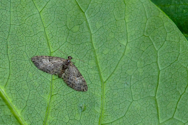 Eupithecia dodoneata - tölgy-törpearaszoló