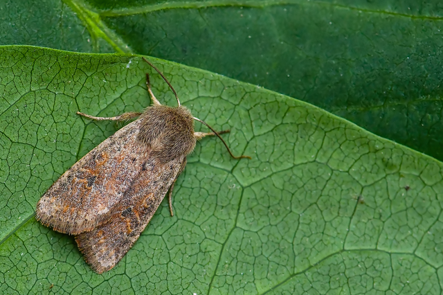 Orthosia cruda - kis barkabagoly