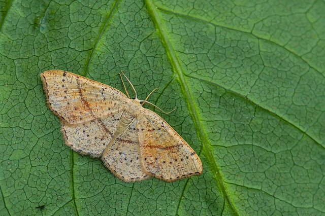 Cyclophora punctaria - sávos pettyesaraszoló