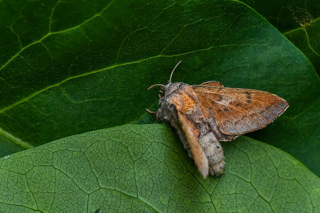 Phyllodesma tremulifolia - nyárlevélpohók