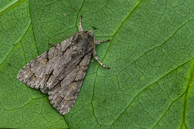 Acronicta psi - pszi-betűs szigonyosbagoly