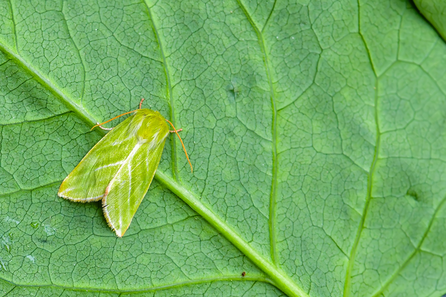 Pseudoips prasinana - bükkfa-zöldbagoly