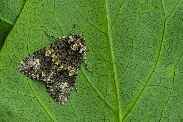 Craniophora ligustri - fagyalbagoly