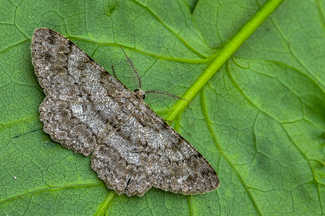 Hypomecis punctinalis - pettyes faaraszoló