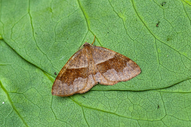 Plagodis pulveraria - szemcsés araszoló