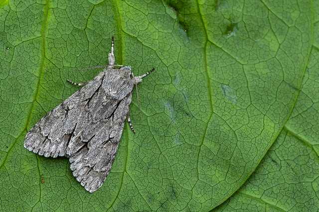 Acronicta psi - pszi-betűs szigonyosbagoly