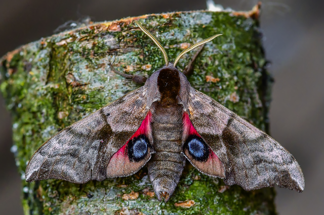 Smerinthus ocellatus - esti pávaszem