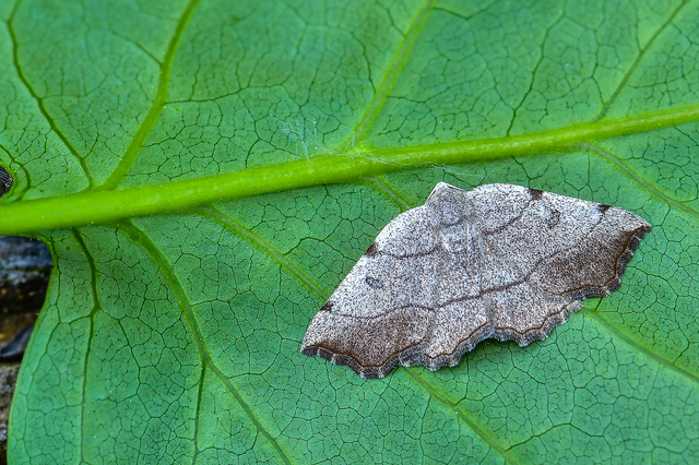 Eilicrinia trinotata - háromjegyű araszoló