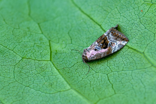 Hapalotis venustula - rózsaszínű mázasbagoly