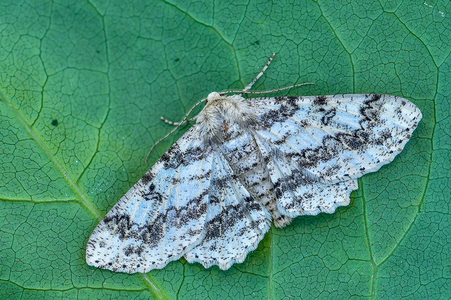 Ascotis selenaria - holdas faaraszoló