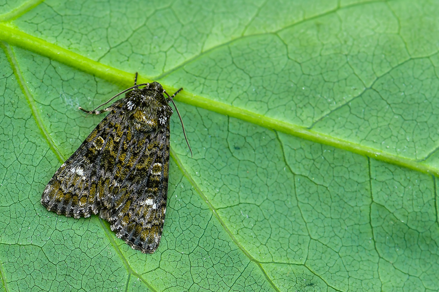 Craniophora ligustri - fagyalbagoly