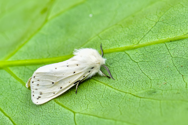 Spilosoma lubricipedum/urticae