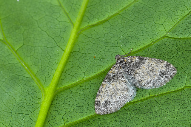 Lobophora halterata - szárnyfüggelékes araszoló