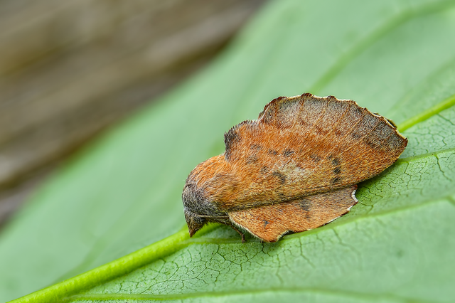 Phyllodesma tremulifolia - nyárlevélpohók