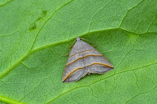 Colobochyla salicalis - háromsávos törpebagoly