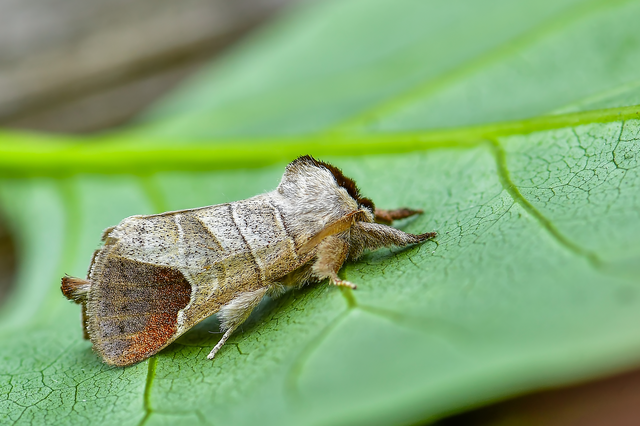 Clostera curtula - rövidszárnyú levélszövő