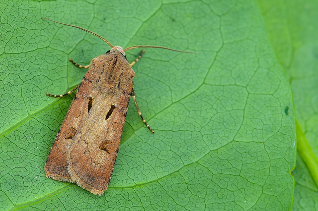 Agrotis exclamationis - felkiáltójeles földibagoly