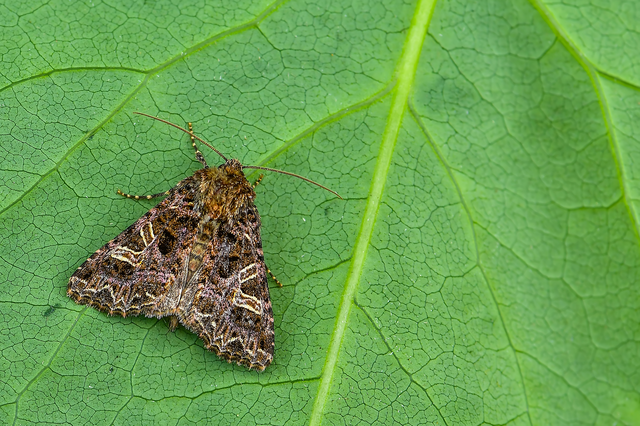 Sideridis rivularis - vörhenyes szegfűbagoly
