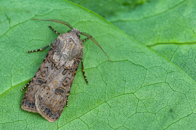 Agrotis segetum - vetési földibagoly