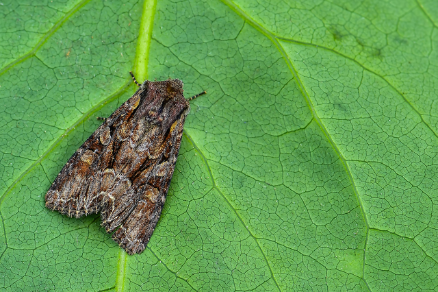 Lacanobia thalassina - borbolya-kertibagoly