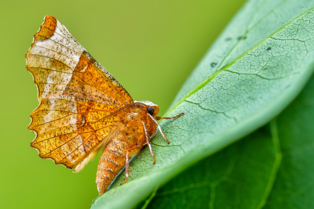Selenia lunularia - egyfoltos holdasaraszoló