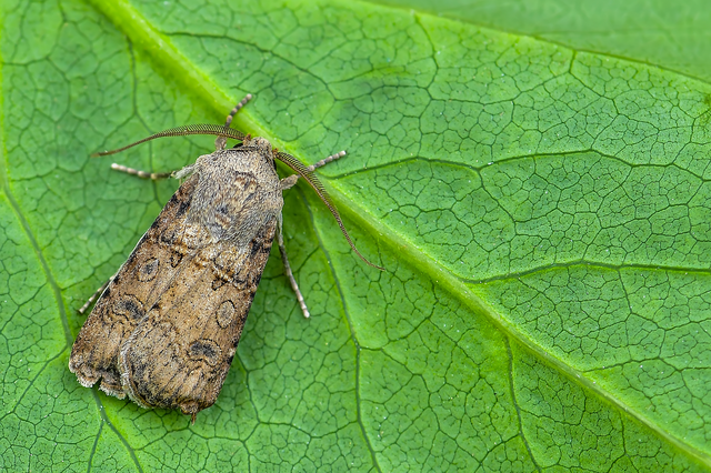 Agrotis segetum - vetési földibagoly