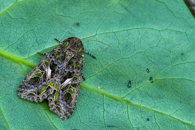 Trachea atriplicis - nyári zöldbagoly