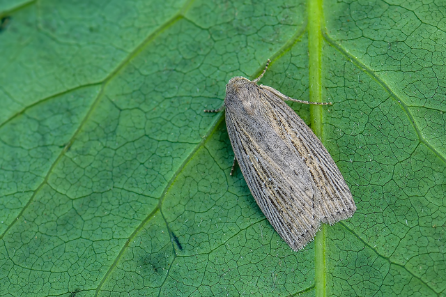 Chilodes maritima - négyfoltos nádibagoly