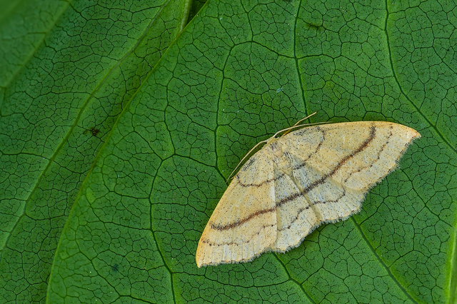 Cyclophora linearia - vonalas pettyesaraszoló