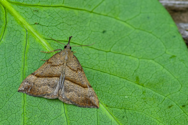 Hypena proboscidalis - ormányos karcsúbagoly