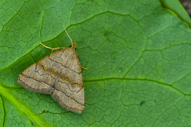 Herminia tarsicrinalis - szőröslábú karcsúbagoly