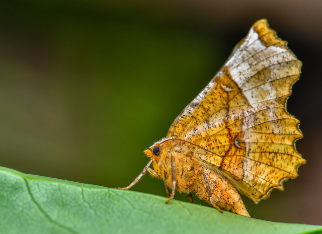 Selenia lunularia - egyfoltos holdasaraszoló