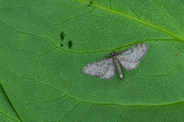 Eupithecia virgaureata - aranyvessző-törpearaszoló