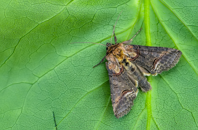 Abrostola triplasia - közönséges csalánbagoly