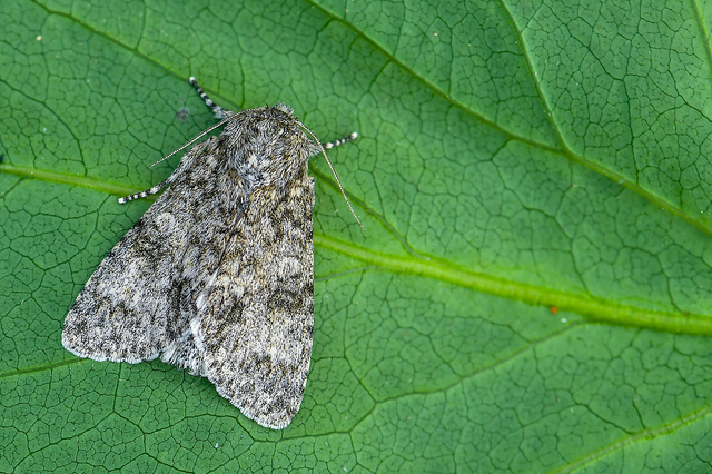 Acronicta megacephala - nagyfejű szigonyosbagoly